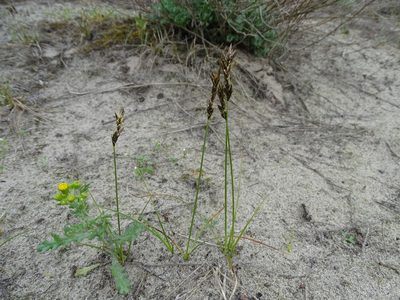 Carex colchica, photographed by Grzegorz Grzejszczak