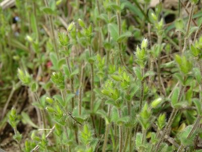 Cerastium brachypetalum, photographed by Grzegorz Grzejszczak