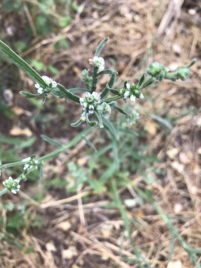 Litogyne gariepina, photographed by rosshawkins