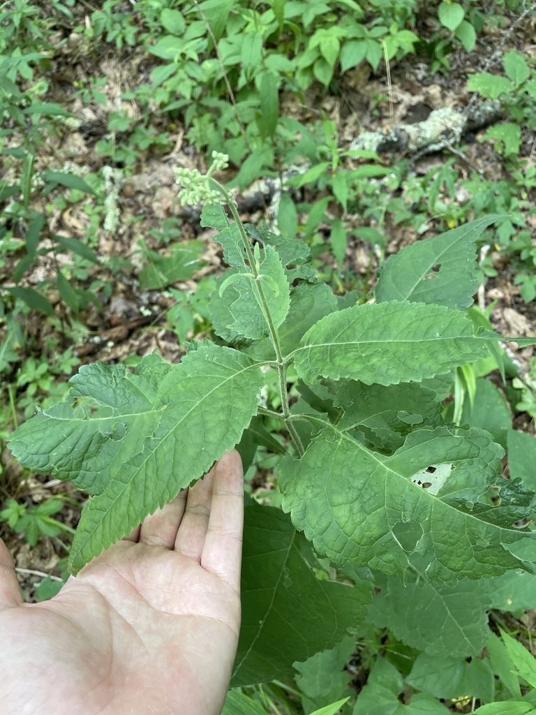 Eutrochium steelei, photographed by Brandon Wheeler