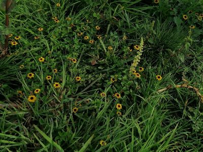 Sanvitalia procumbens, photographed by Erick Vélez Sánchez