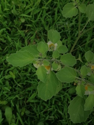 Physalis patula, photographed by Erick Vélez Sánchez
