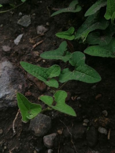 Aristolochia versabilifolia, photographed by Erick Vélez Sánchez