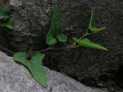 Aristolochia versabilifolia, photographed by Erick Vélez Sánchez