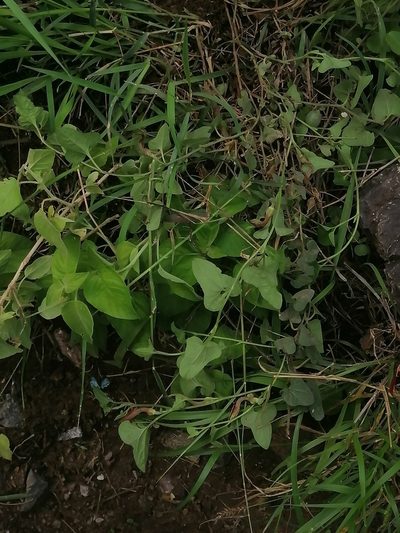 Aristolochia versabilifolia, photographed by Erick Vélez Sánchez