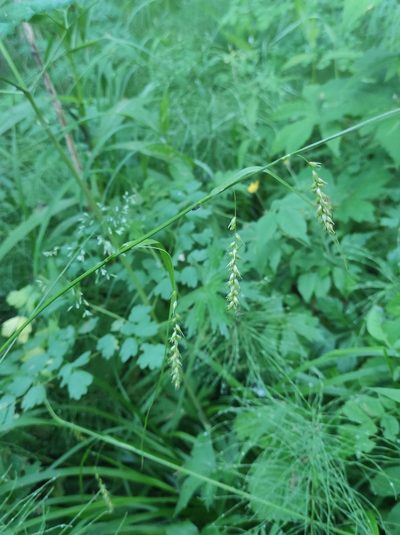 Carex arnellii, photographed by Юлия