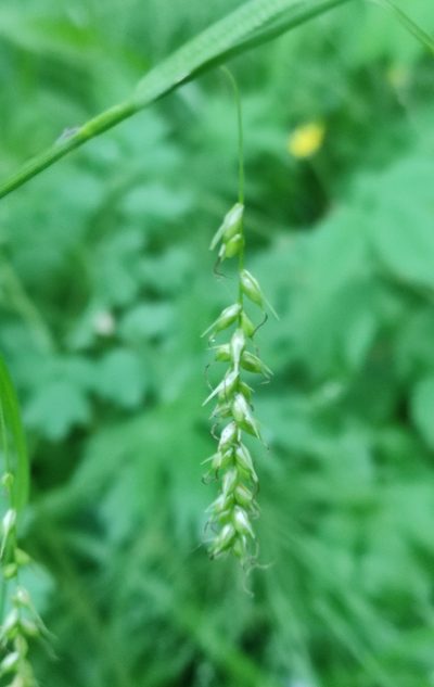 Carex arnellii, photographed by Юлия