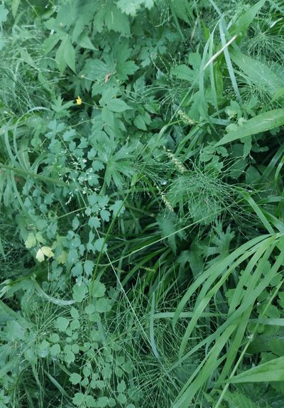 Carex arnellii, photographed by Юлия