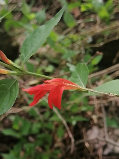 Dianthera candicans, photographed by Erick Vélez Sánchez