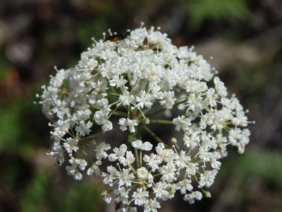 Physospermum cornubiense, photographed by Carminda Santos