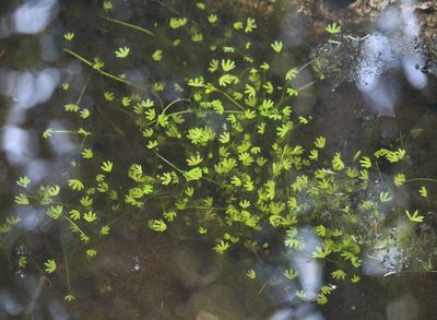 Ranunculus gmelinii, photographed by Юлия