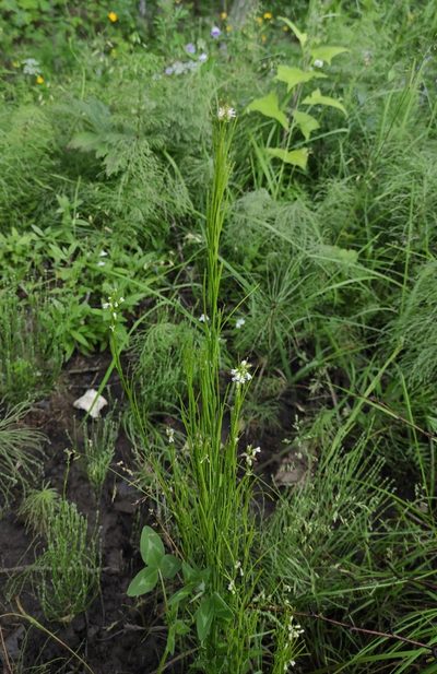 Arabis sagittata, photographed by Юлия