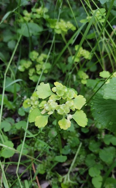 Chrysosplenium serreanum, photographed by Юлия