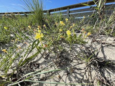 Oenothera humifusa, photographed by Brian Gratwicke