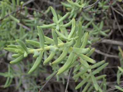 Crassula mollis, photographed by Nicola van Berkel