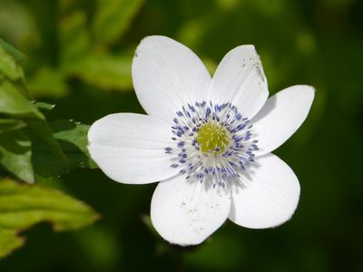 Eriocapitella rivularis, photographed by Dinesh Valke
