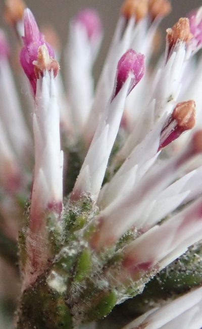 Stoebe microphylla, photographed by Nicola van Berkel