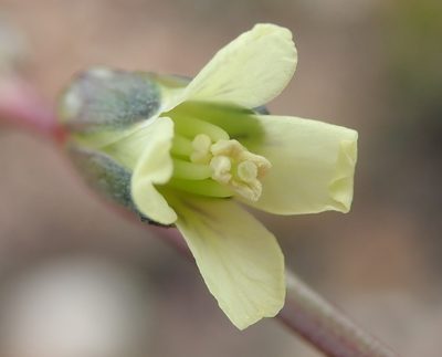 Heliophila elongata, photographed by Nicola van Berkel