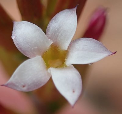 Adromischus inamoenus, photographed by Nicola van Berkel