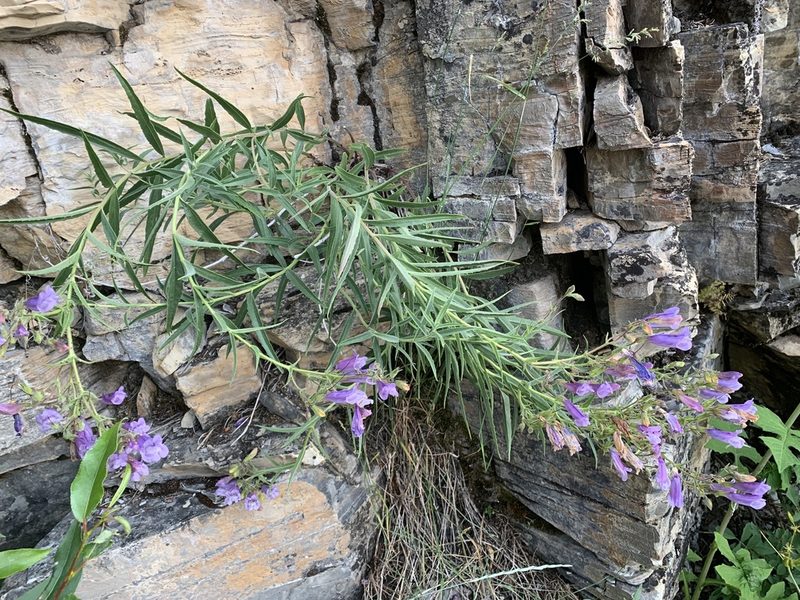 Penstemon lyallii, photographed by Spencer Quayle