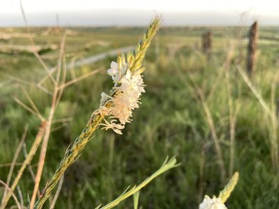 Oenothera glaucifolia, photographed by Reid Hardin