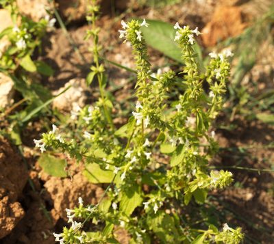 Stachys annua, photographed by Вячеслав Юсупов