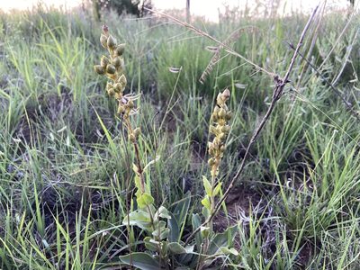 Penstemon fendleri, photographed by Reid Hardin