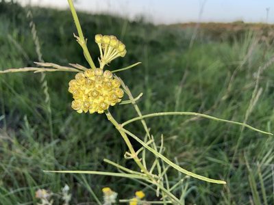 Asclepias engelmanniana, photographed by Reid Hardin