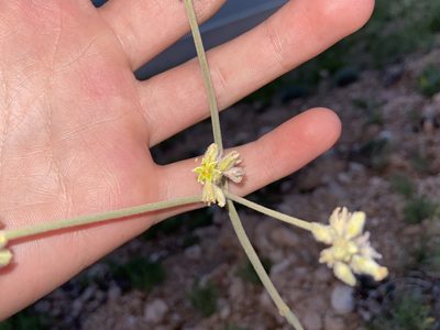Eriogonum longifolium, photographed by Reid Hardin
