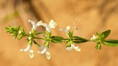 Stachys annua, photographed by Вячеслав Юсупов
