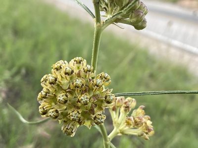 Asclepias engelmanniana, photographed by Reid Hardin