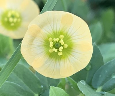 Kallstroemia maxima, photographed by natalie