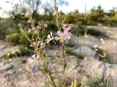 Oenothera suffulta, photographed by Reid Hardin