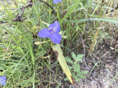Tradescantia occidentalis, photographed by Reid Hardin