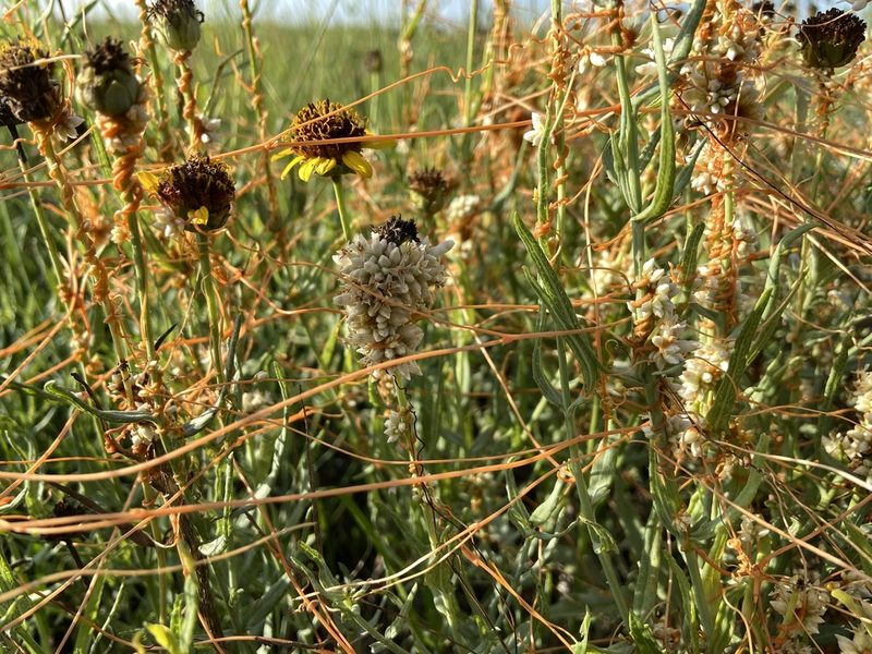 Cuscuta squamata, photographed by Reid Hardin