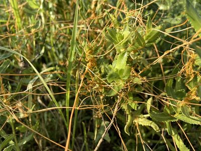 Cuscuta squamata, photographed by Reid Hardin