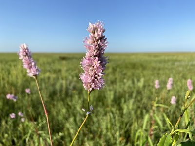 Persicaria bicornis, photographed by Reid Hardin