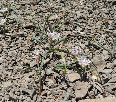 Allium crenulatum