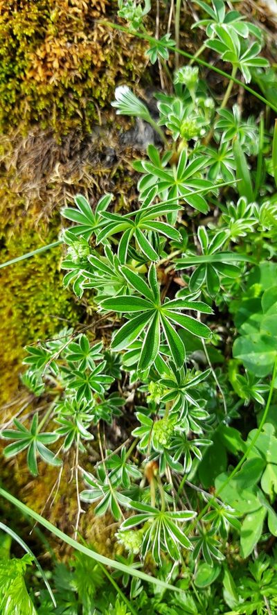 Alchemilla nitida, photographed by Gergely Nigg