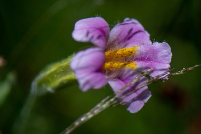 Erythranthe erubescens, photographed by Jonathan Eisen