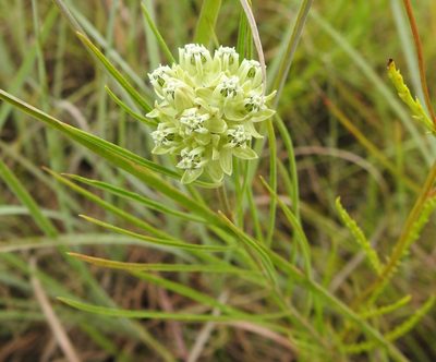 Asclepias stenophylla, photographed by saltyhiker