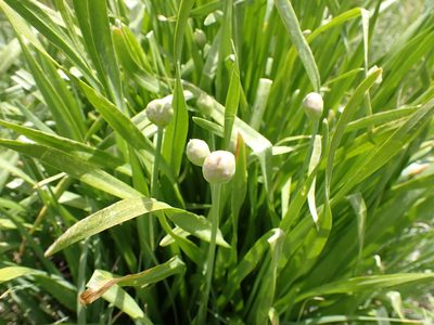 Allium validum, photographed by John Brew