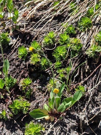 Hieracium triste, photographed by John A Haskins