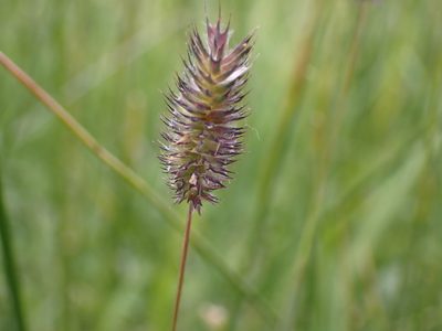Phleum alpinum, photographed by John Brew