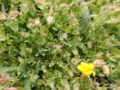 Erythranthe tilingii, photographed by John Brew