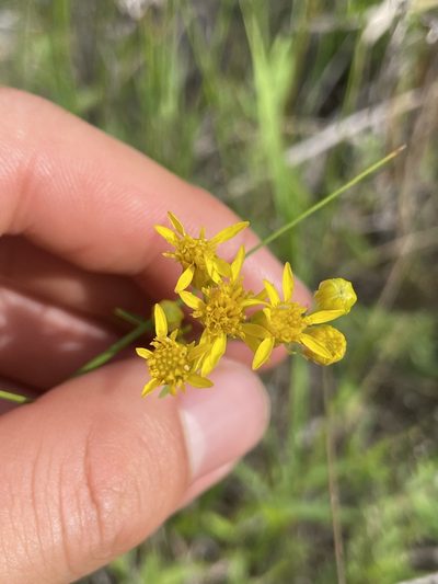 Solidago houghtonii, photographed by laiet17