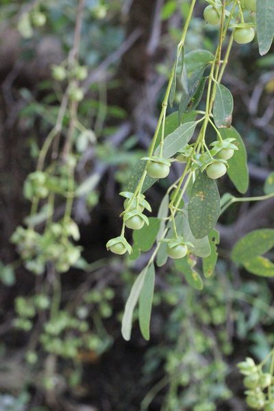 Sonneratia apetala, photographed by Agnes Trekker