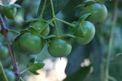 Sonneratia apetala, photographed by Agnes Trekker