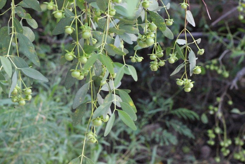 Sonneratia apetala, photographed by Agnes Trekker