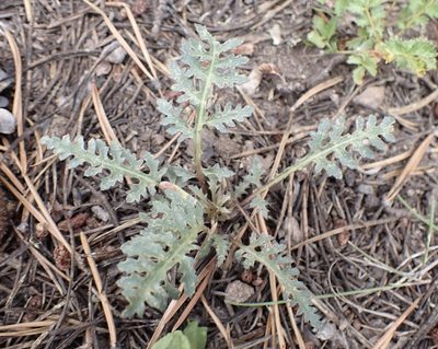 Pedicularis semibarbata, photographed by John Brew